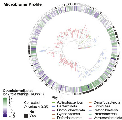 Differentially abundant microbial amplicons in lab mice with a behavioral gene mutation, from Buffington Cell 2021