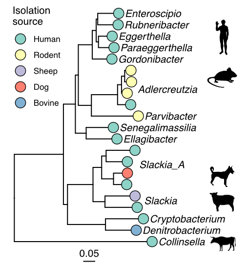 Tree of Eggerthellaceae isolates and hosts