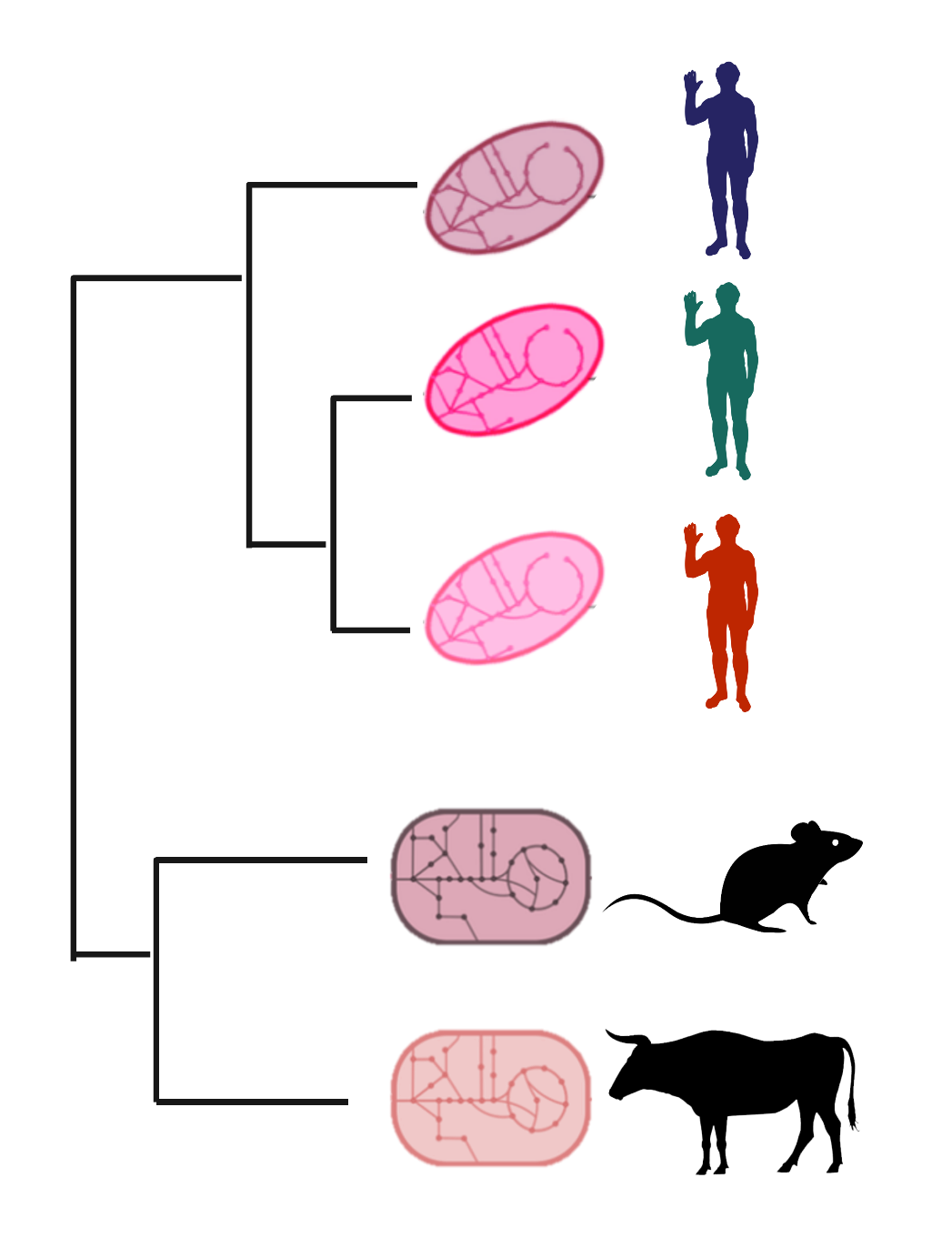 Tree and metabolic network graphic